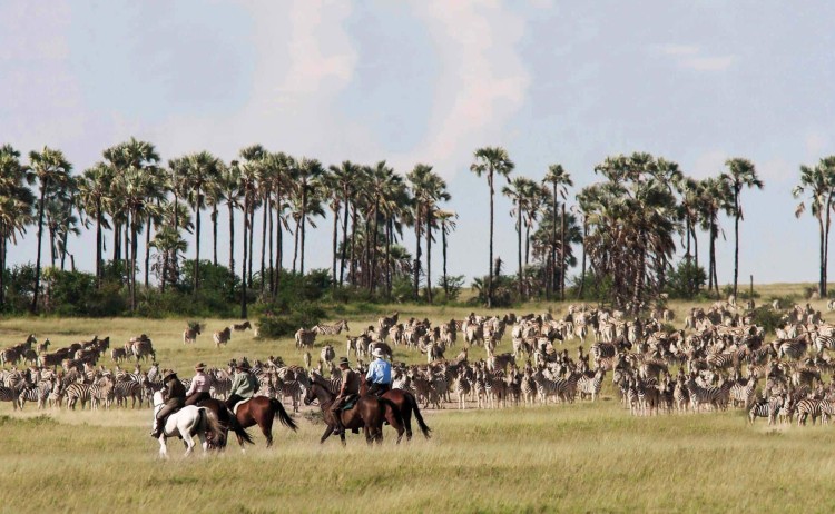 Jacks Camp stay horse riding amongst the migration