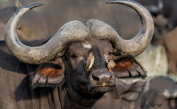 Greater Kruger Region