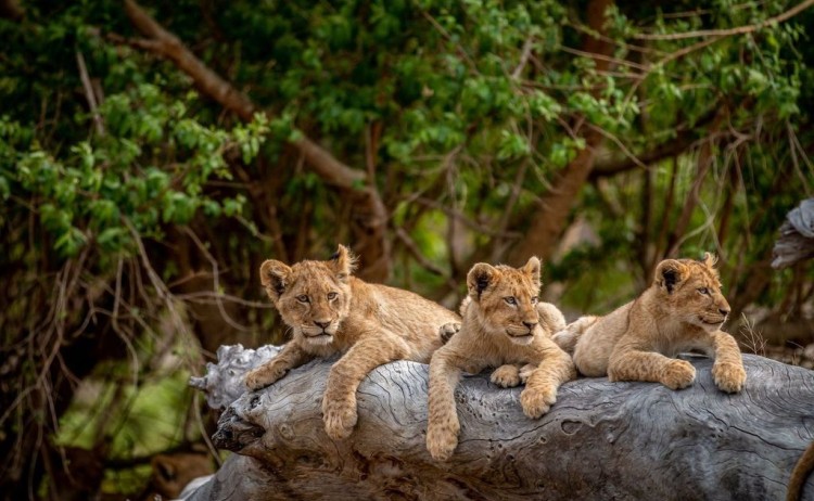 Kruger National Park South Africa