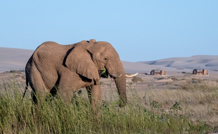 18 Shipwreck Lodge Elephant with lodge in background small