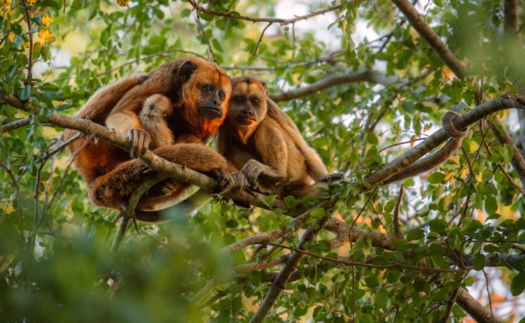 Tambopata Research Center howler monkey in Amazon