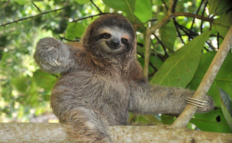Unique Stay The famous sloth in Amazon