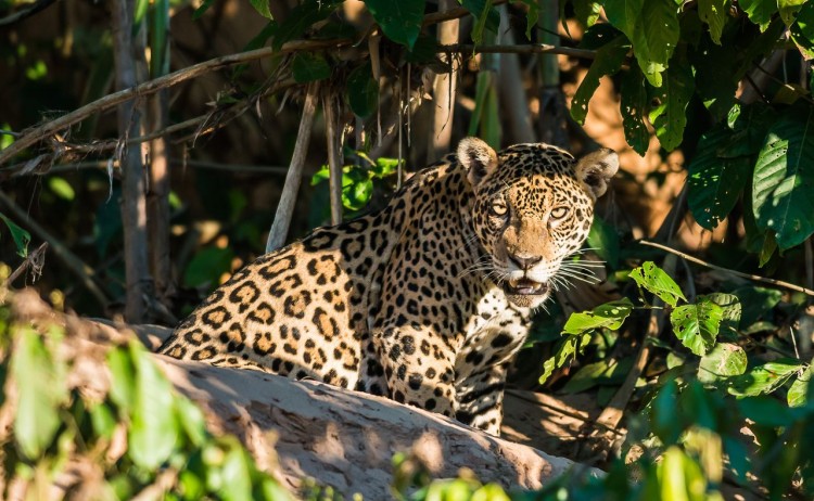 Unique stay Jaguar in Amazon wild