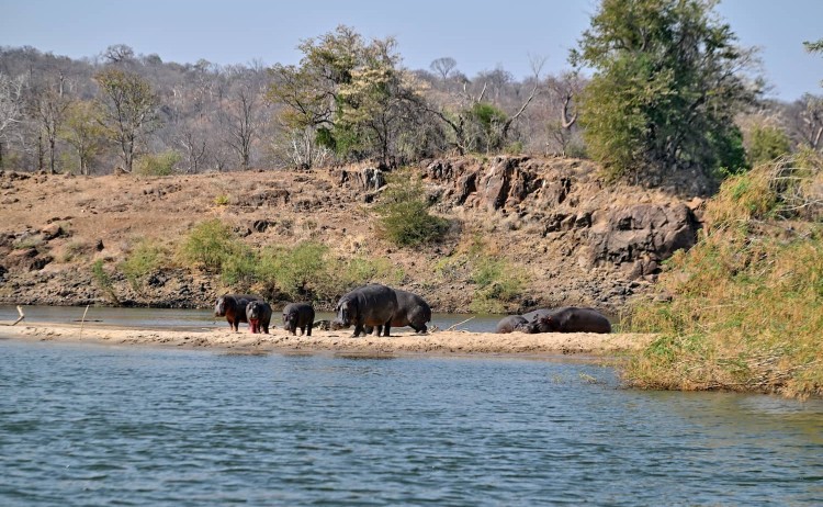 Zambezi River cruise Msuna Island hippos