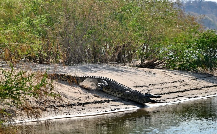 Zambezi river cruise crocodile spotted