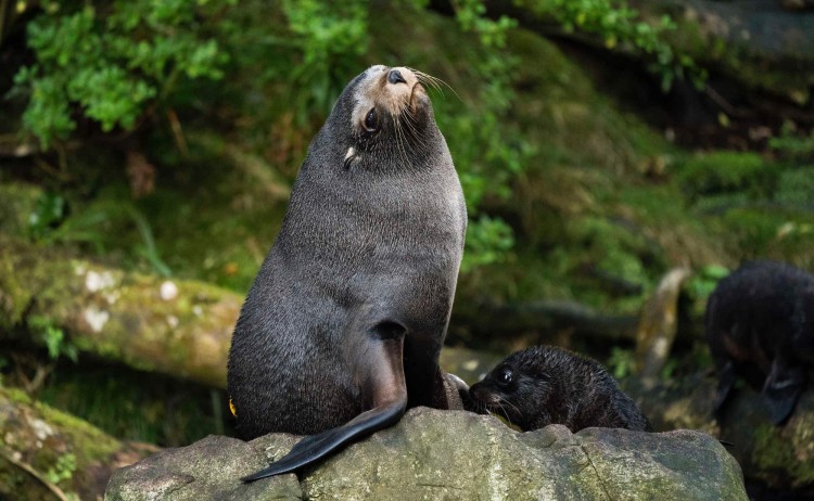 Dusky Sound New Zealand Fur Seal F.Wardle