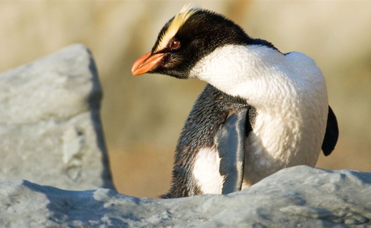 fiordland crested penguin
