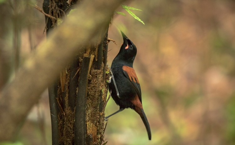 saddleback ulva islandctodd