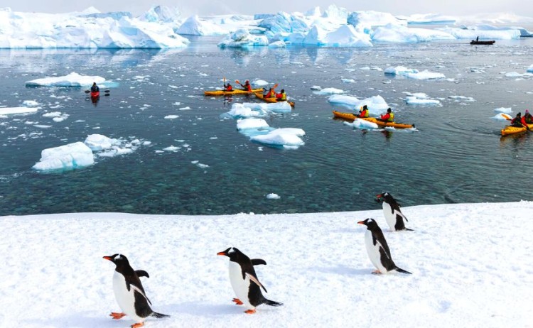 Antarctica Cruise Kayaking with Penguins