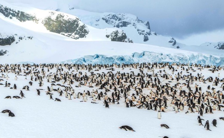 Antarctica Cruise Visit Penguin Colony