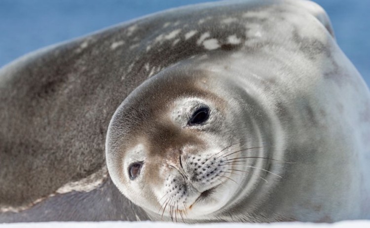 VIP Antarctica Cruise Seal