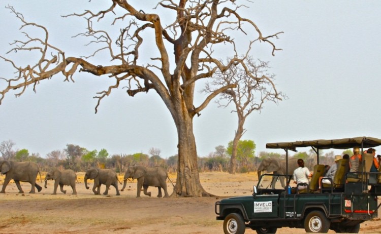 Game drive elephants v2