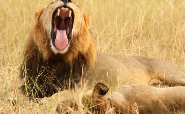 Lions in the wild v2