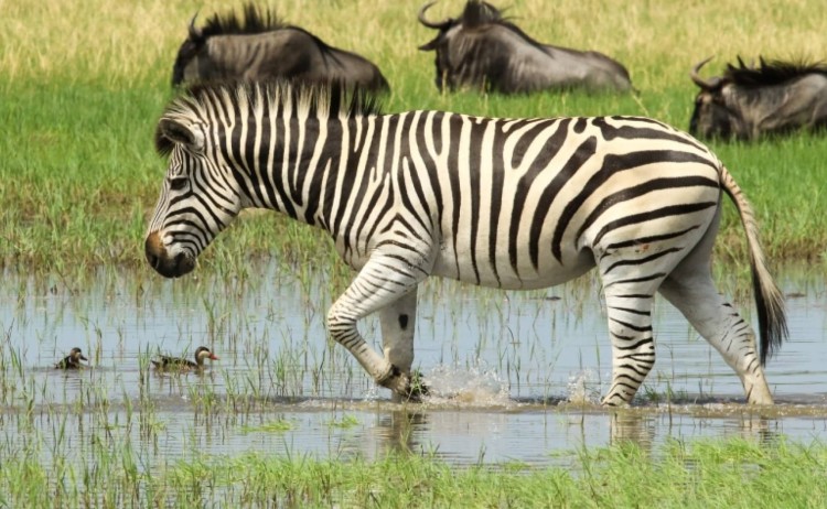 Zebra green season v2