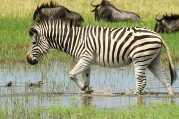 Victoria Falls and Hwange in depth