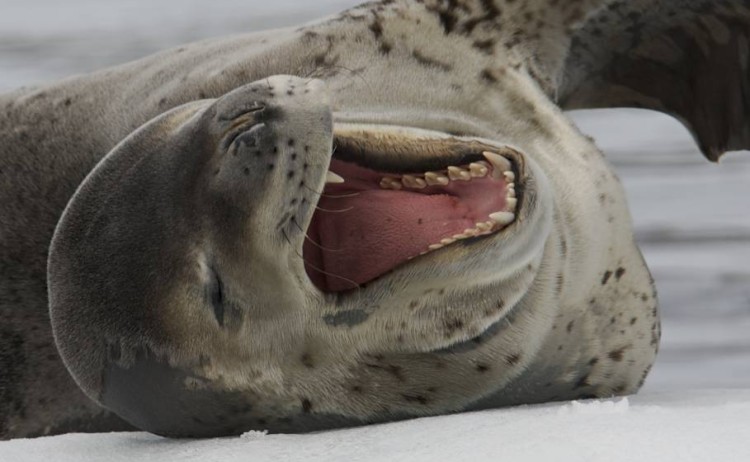 Leopard seal Antarctic 1