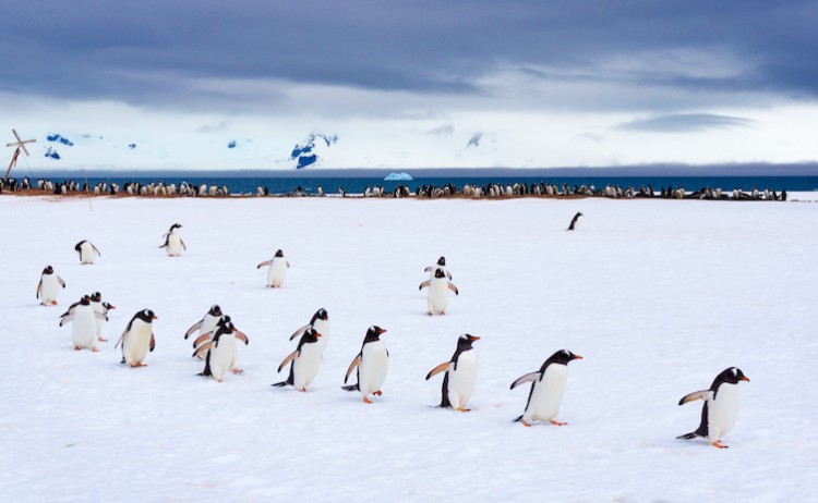 Penguin Antarctica