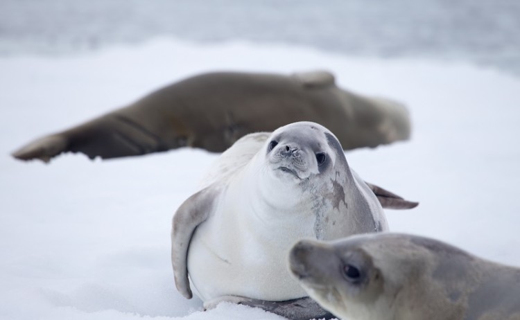 Travel to Antarctica 10