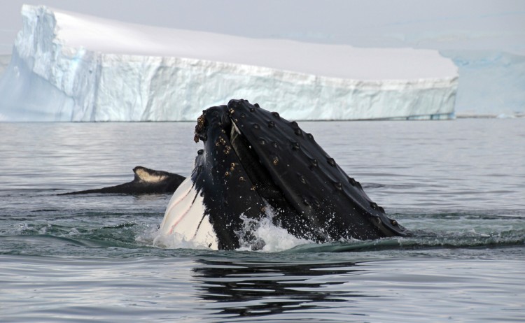 Humpback whale head, showing on the dive, Antarctic Peninsula
