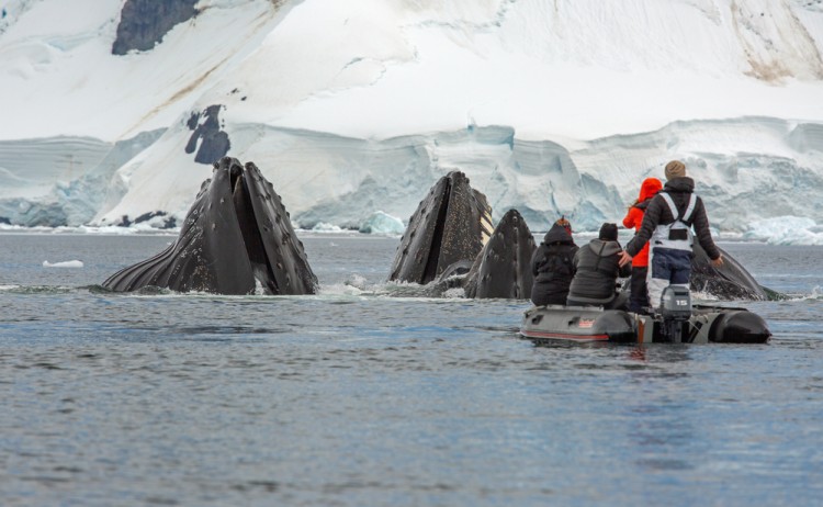 Whales in Antarctica