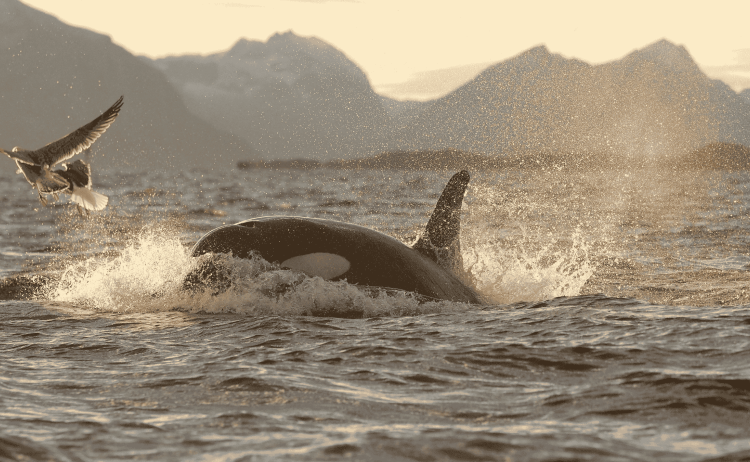 MS Stockholm Whales Northern Lights 31