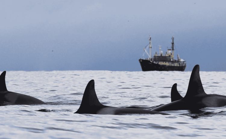 MS Stockholm Whales Northern Lights 32