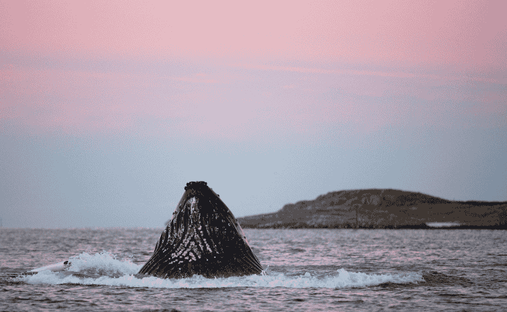 MS Stockholm Whales Northern Lights 34