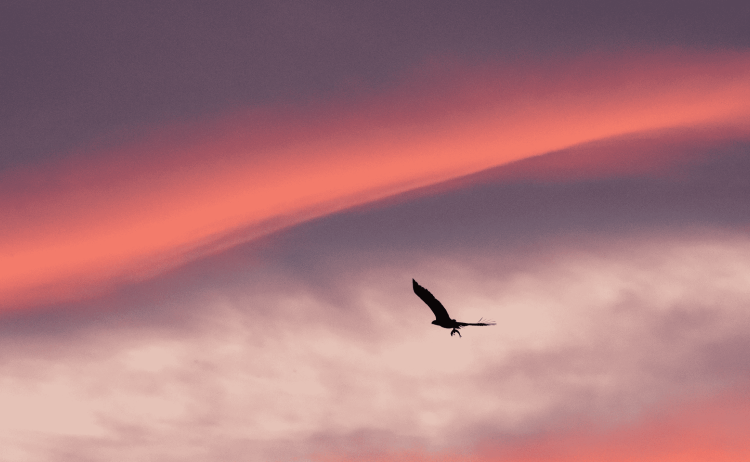 MS Stockholm Whales Northern Lights 35