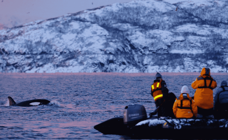 MS Stockholm Whales Northern Lights 36