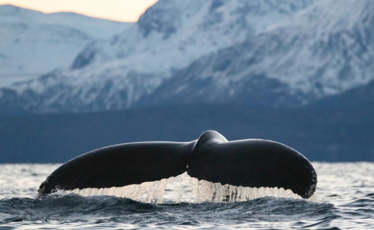 Whales Northern Lights 2 11zon