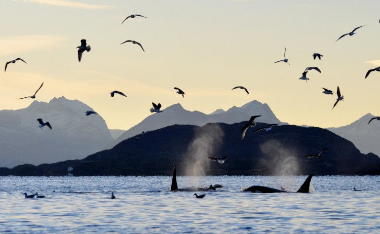 Whales & Northern Lights