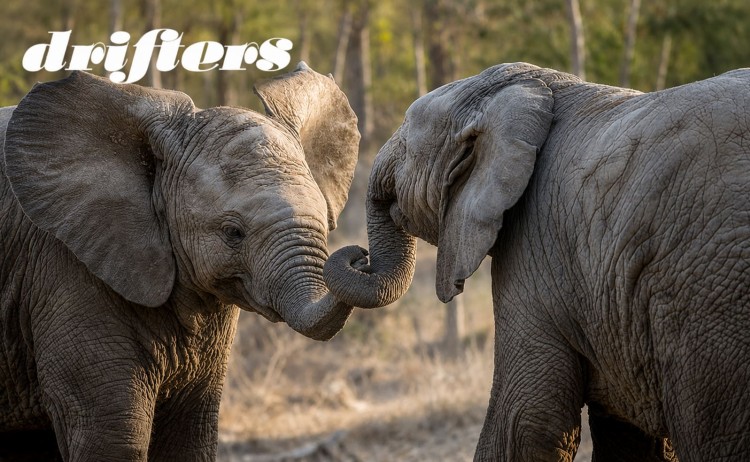 Wild and Scenic Kruger two adult Elephant in Kruger