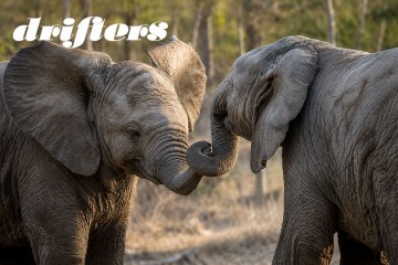 Wild and Scenic Kruger: Small Group