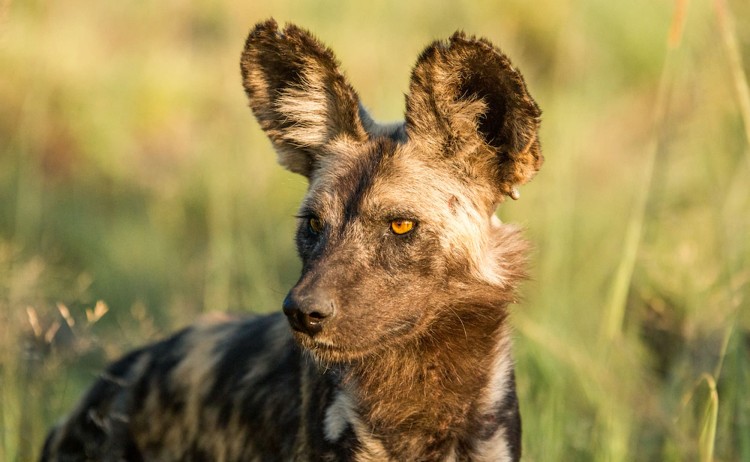 wild and scenic Kruger african wild dog