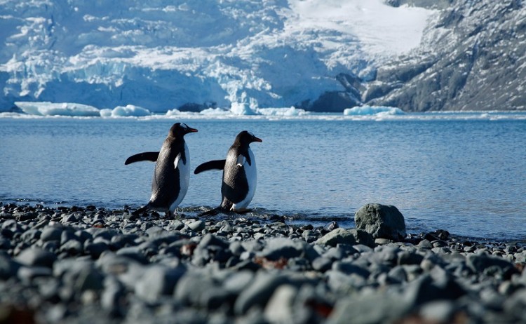 Penguins Antarctica