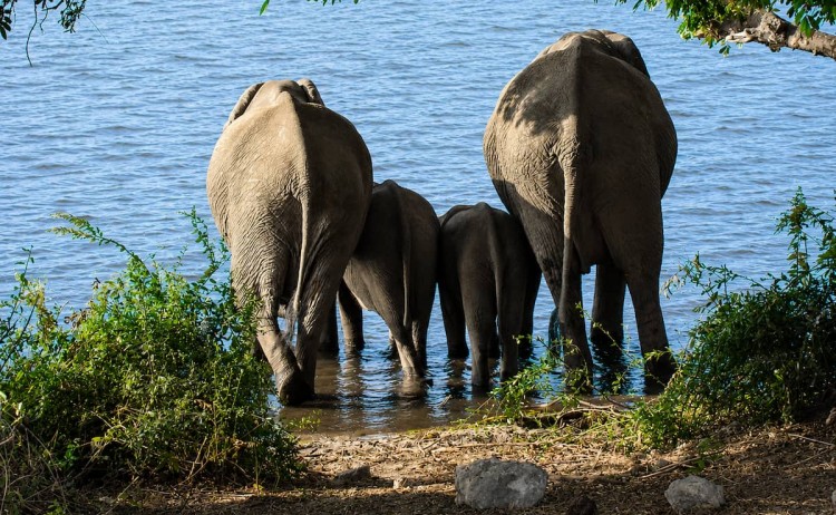 Elephants in Chobe