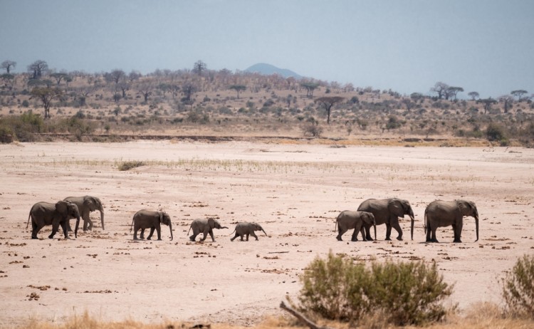 Elephant in Ruaha national Park Tanzania shutterstock 2300651709