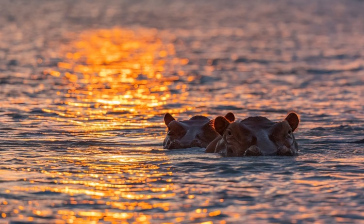 Hippos on the Rufiji River during sunset protected natural habitat in an East Africa national park shutterstock 2183566523