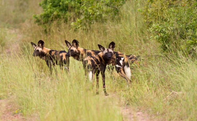 Part of the Jongomera pack of Wild Dog shutterstock 1534711205