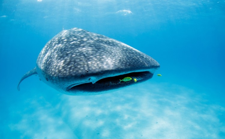 Whale Shark Rhincodon typus with Pilot Fish around Its Mouth. Mafia Island Tanzania shutterstock 2107186889