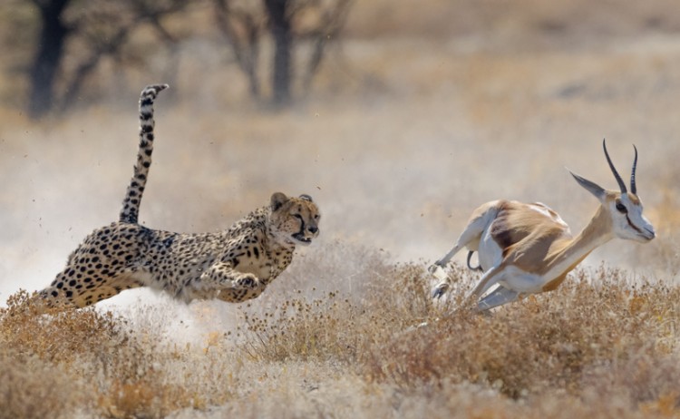 Cheetah hunting springbuck in Etosha National Park shutterstock 1034657560
