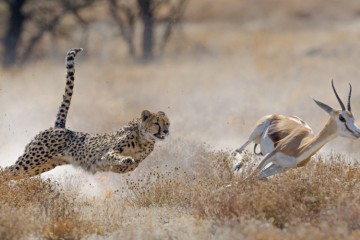 Etosha to Victoria Falls Adventure: Small Group
