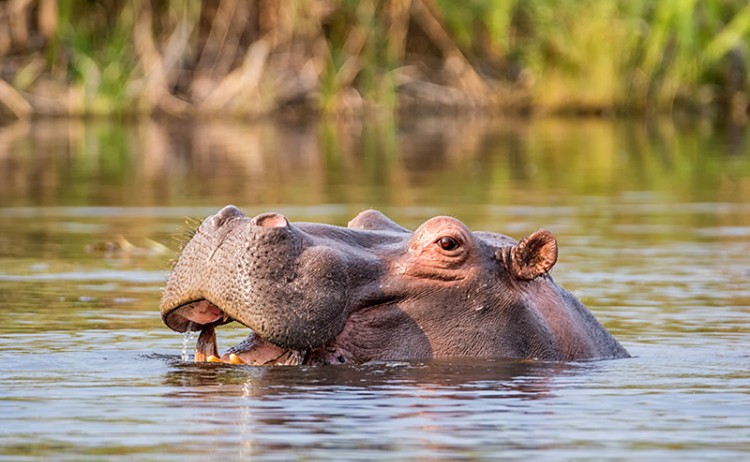 Hippo in a river in the Caprivi Strip Namibia shutterstock 741191689 800