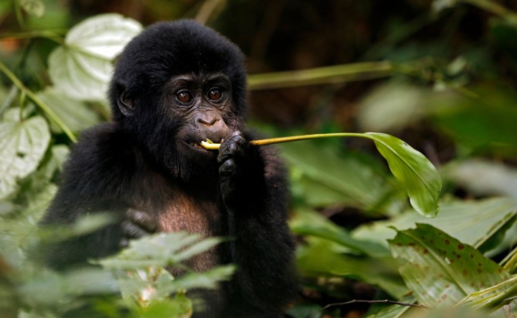 Baby Gorilla Gorilla beringei beringei Feeding Bwindi