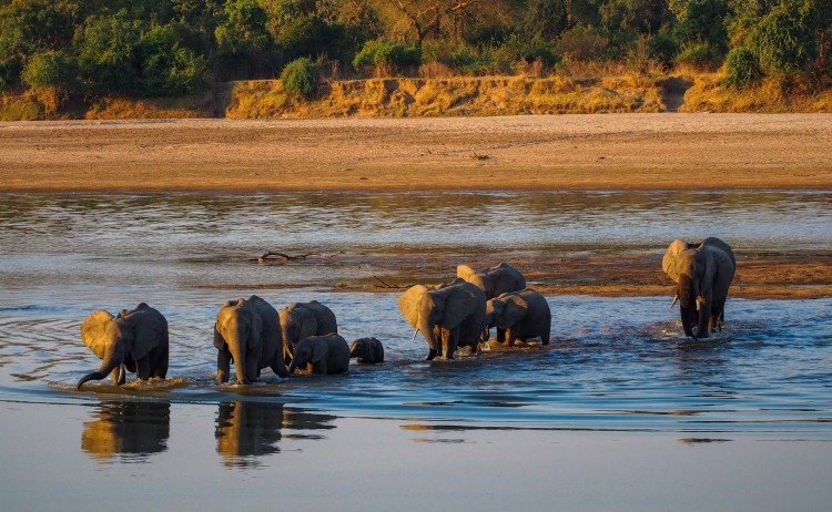 South Luangwa elephants resized