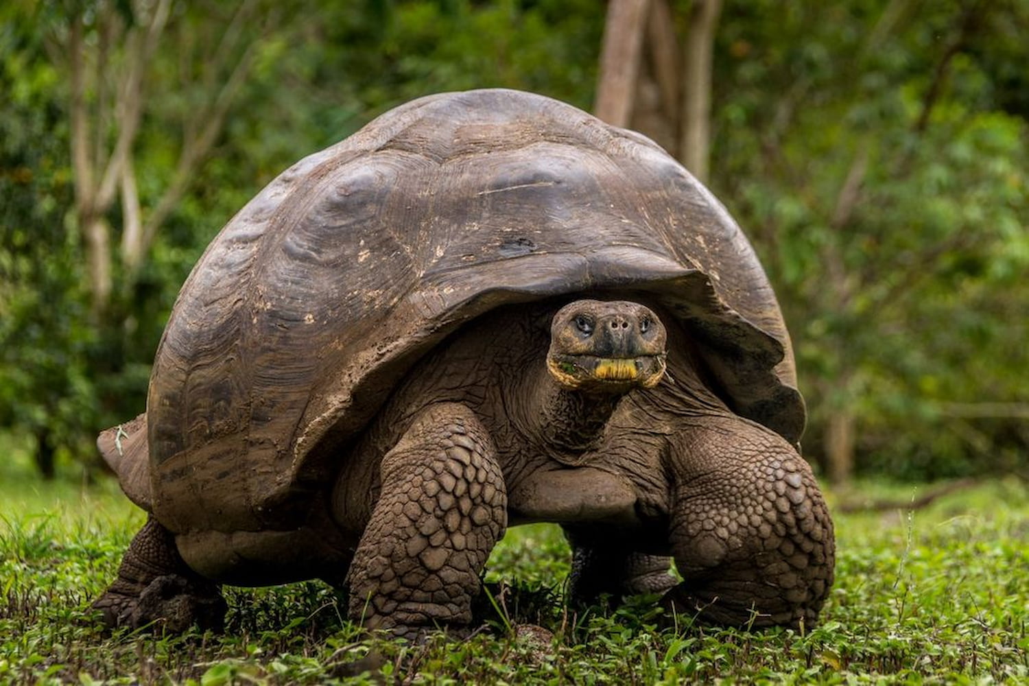 Giant Tortoise in the Galapagos Island