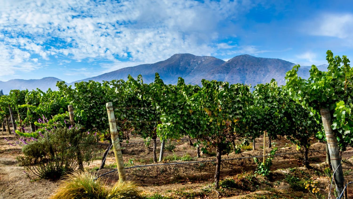 Casablanca Valley wine region near Santiago, Chile — just 20 minutes from the city and a popular extension for South America tours from New Zealand..