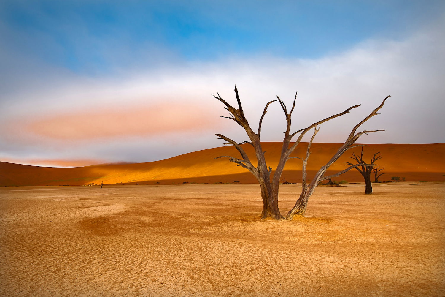 Enormous red dunes and ancient trees in Sossusvlei .