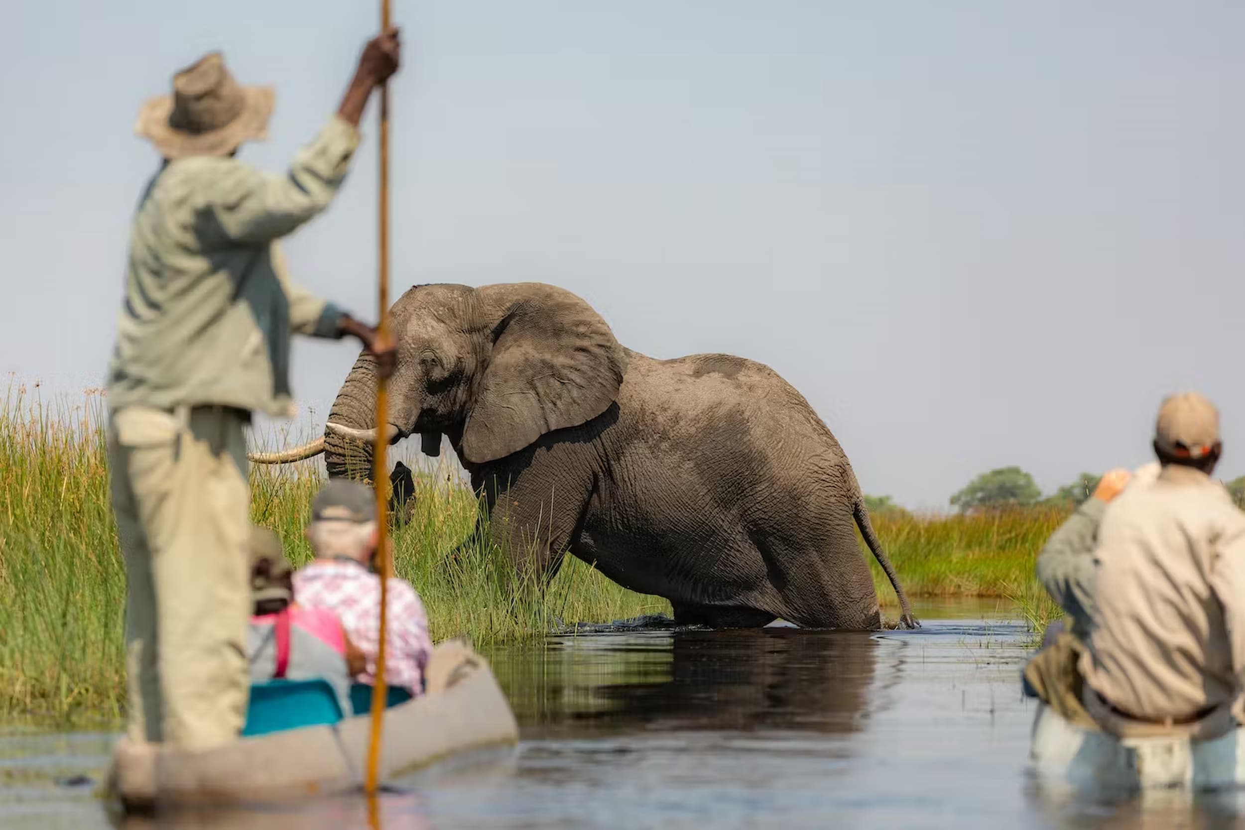 A mokoro ride in the Okavango Delta gives you a front-row seat to fascinating wildlife