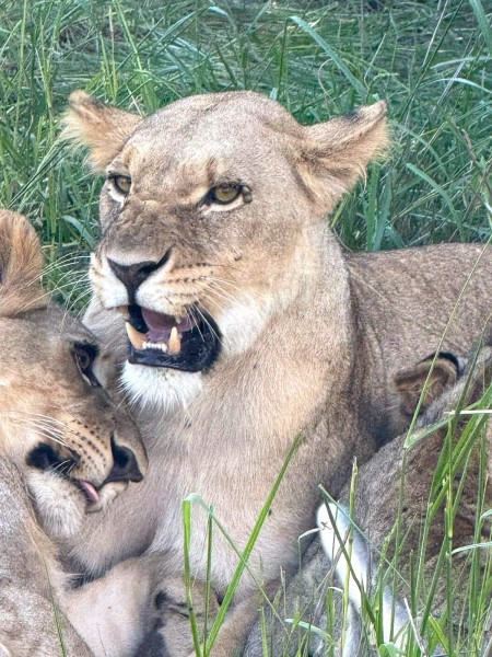An adult lion and cubs playing near the waterhole in Kruger National Park, South Africa.